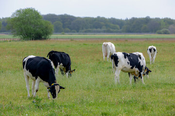 A group of black and white Dutch cow standing and nibbling fresh grass on green meadow, Typical polder landscape in Holland, Open farm with dairy cattle on the field in countryside farm, Netherlands.