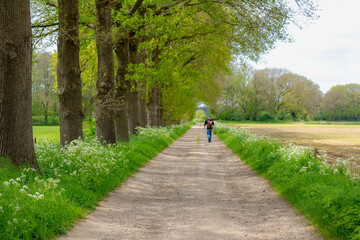 Gravel nature path through the trees along the side, The Pieterpad is a long distance walking route in the Netherlands, The trail runs from northern part of Groningen to end just south of Maastricht.