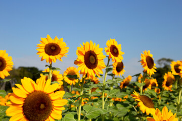 Fototapeta premium Sunflower field with blue sky. Beautiful summer landscape.