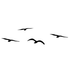 Silhouette of flying birds