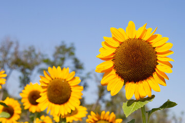 Fototapeta premium Sunflower field with blue sky. Beautiful summer landscape.