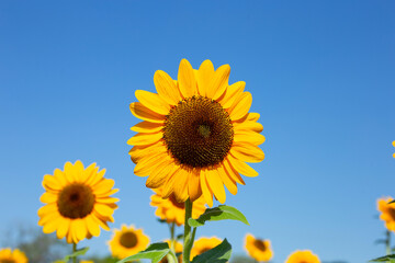 Fototapeta premium Sunflower field with blue sky. Beautiful summer landscape.