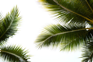 Coconut palm trees with blue sky