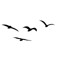 Silhouette of flying birds