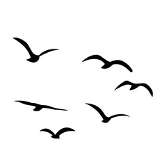 Silhouette of flying birds