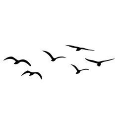 Fototapeta premium Silhouette of flying birds