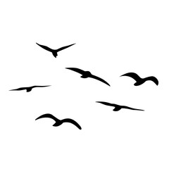 Silhouette of flying birds