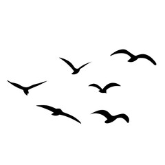 Silhouette of flying birds