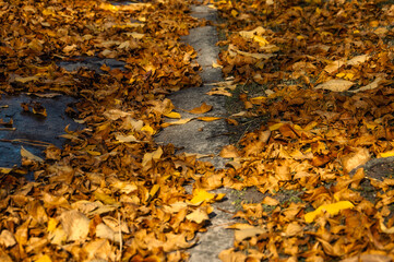 Yellow and red leaves on the street in autumn