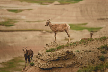 Bighorn sheep in Badlands, South Dakota