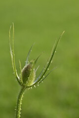 Szczeć pospolita, Dipsacus fullonum