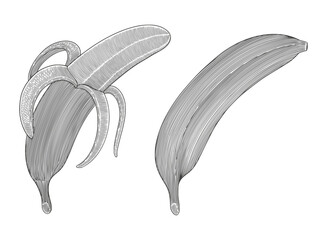 Banana collection sets, hand drawing vintage engraving drawing style illustration