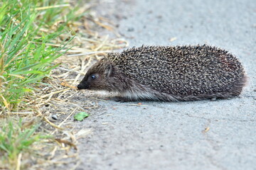 Hedgehog crossing the road.