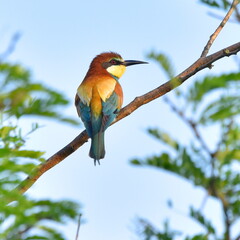 Merops apiaster posing on the branch,profile view.