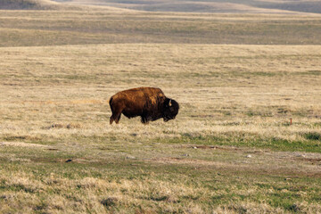 American Bison, also known as buffalo, in the Badlands National Park during spring.
