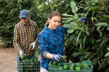 Focused European male and female picking ripe organic avocados in plastic container box in orchard...