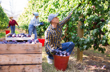 Positive man farm worker gathering harvest of ripe juicy plums on sunny summer day