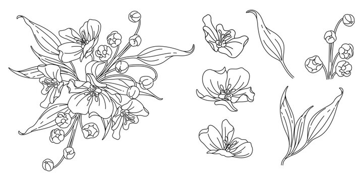 Line art flowers, Black linear set of flower, Hand painted bunch of flowers, flower and leaves isolated on white background, Floral illustration for design, Vector image.