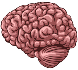 Human Brain