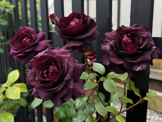 Burgundy roses growing against a black fence. Garden filled with lots of flowers next to a wooden fence. Bush of roses on bright summer day. Realistic 3D illustration. Generative AI