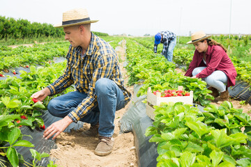 Three farmers collect ripe delicious strawberries on the plantation beds, putting the berries in...