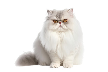 Persian cat isolated on transparent background. Generative AI