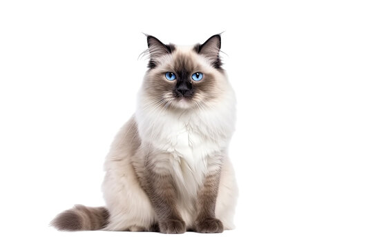 Ragdoll cat isolated on transparent background. Generative AI