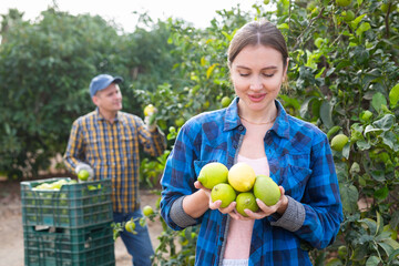 Joyful successful young woman farmer in plaid shirt holding fresh lemons in hands during harvesting season