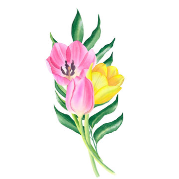 Bouquet of leaf and tulips in pink and yellow colors isolated on a transparent background. Hand drawn watercolor.