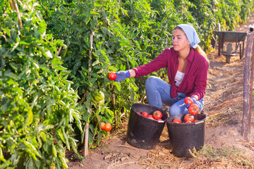 Girl working in vegetable garde. She's picking ripe red tomatoes from shrubs.