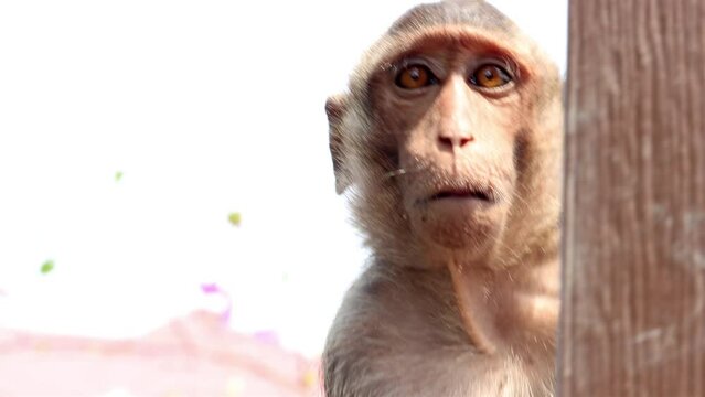 A macaque peeks out from behind a wooden beam