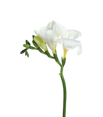 Beautiful freesia flower with tender petals isolated on white