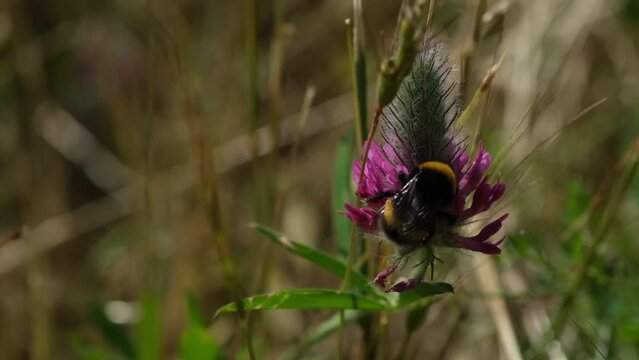 An entrancing slow-motion video capturing a bumblebee in flight as it flits from flower to flower collecting pollen, embodying the spirit of spring