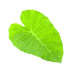 Obraz premium Giant Taro plant leaves isolated transparent png