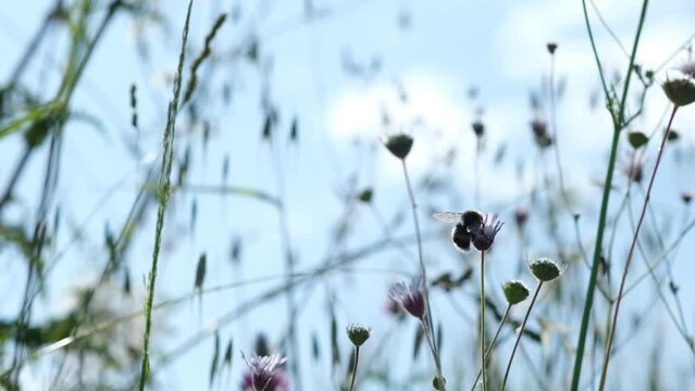 An entrancing slow-motion video capturing a bumblebee in flight as it flits from flower to flower collecting pollen, embodying the spirit of spring