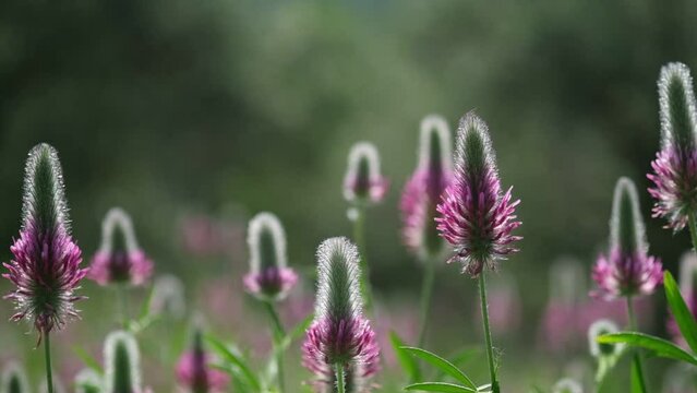 A macro view of numerous red feather clover flowers illuminated by natural contour daylight