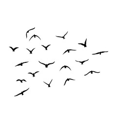 Flying birds silhouettes vector