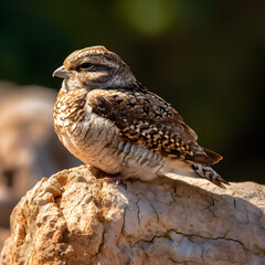 Fototapeta premium common poorwill the alhambra 