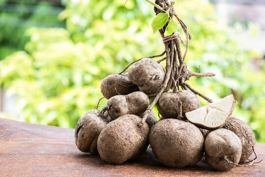 Pueraria Images  Browse 889 Stock Photos, Vectors, and Video | Adobe Stock