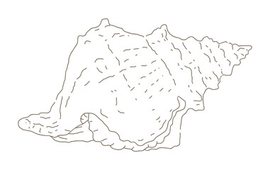 Hand-painted illustrations of 'Triton shell' as fish, shellfish and mollusks living in the sea.