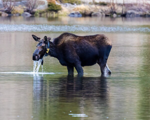 Moose (Alces alces) with a radio tracking collar in a parking lot in the Rocky Mountain National Park.
