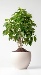 Ficus benjamina on white background in flower beige pot