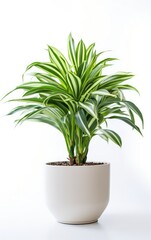 Flowers dracaena on white background in flower pot