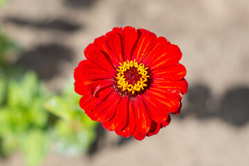 A bright red colored gerbera daisy flower with a yellow center.  The background of the flower is blurred. The sun is shining on the leafless plant.