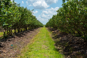 Fototapeta na wymiar Rows of cultivated high lush green blueberry bushes on a large organic farm field on a sunny day. The farm has green grass between the drills. The orchard has produced large sweet blueberries. 