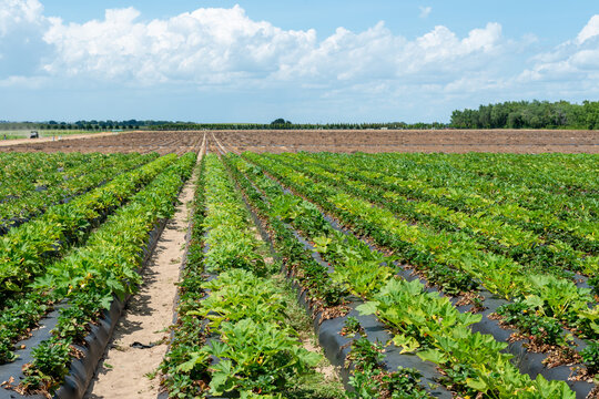 A view of rows and rows of strawberry bushes in a farmer's field. The farm is growing organic strawberries. The farmland includes acres of land under a vibrant blue sky with white fluffy clouds.