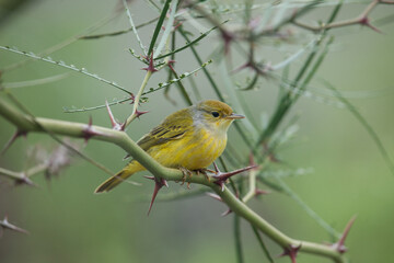 Yellow Warbler in the Thorns, Isolated with a green background