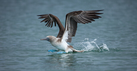 Fototapeta na wymiar Rare Blue Footed Booby with wings outstretched looking like it is walking on water in the Galapagos Islands