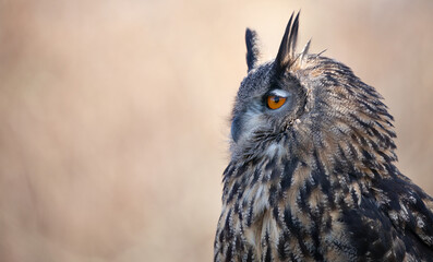 Eagle Owl, Majestic Gaze: Close-Up of the Eurasian Eagle Owl's Head and Piercing Eyes - Captivating Wildlife Photography.