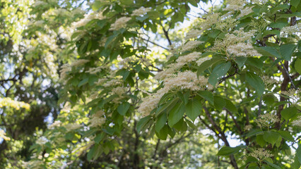 日本で咲くクマノミズキ(熊野水木)